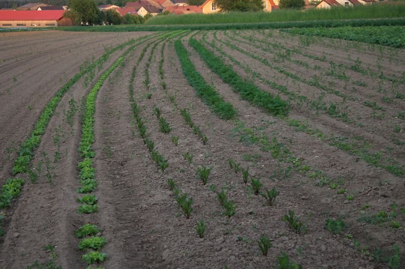 Frisch gesetzte Reihen auf dem Acker