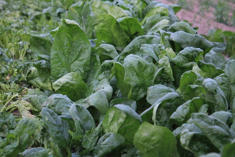 Junger Spinat im Beet